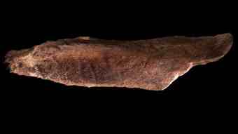 Lady gaga fine hustler lyrics Amateur fossil collector